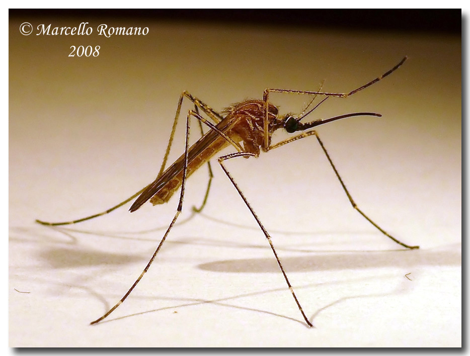 Culiseta longiareolata (Culicidae) dalla Sicilia